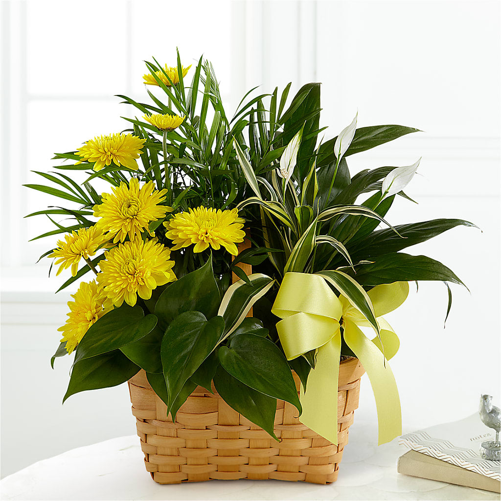 Loving Light Dishgarden – EUGENE'S FLOWER HOME, Springfield OR