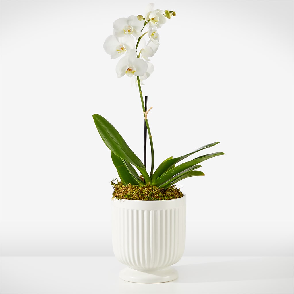 Whispering White Orchid – EUGENE'S FLOWER HOME, Springfield OR