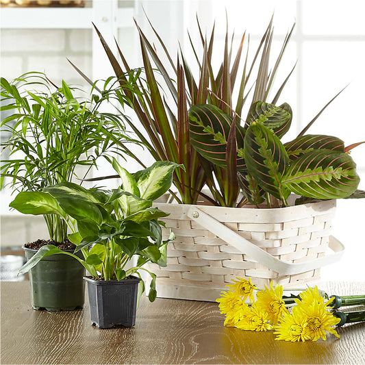 Florist Designed Blooming and Green Plants in a Basket – EUGENE'S FLOWER HOME, Springfield OR