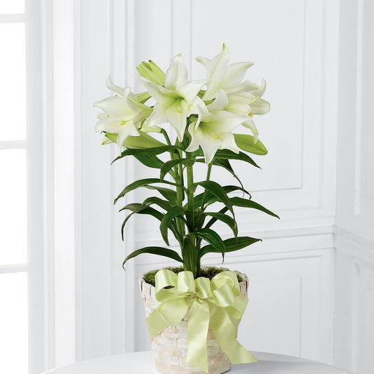 Easter Lily Plant – EUGENE'S FLOWER HOME, Springfield OR