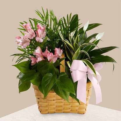 Living Spirit Dishgarden – EUGENE'S FLOWER HOME, Springfield OR