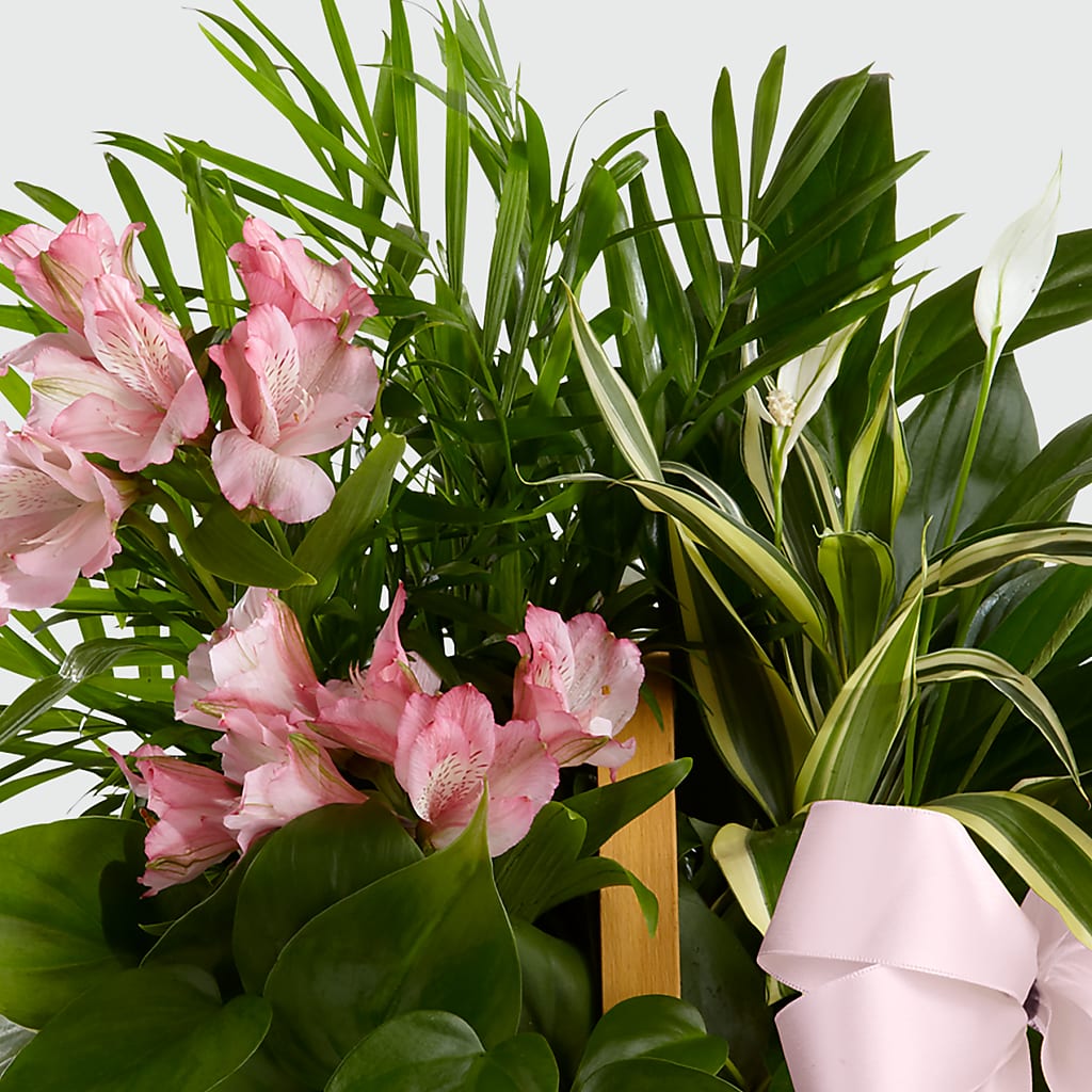 Living Spirit Dishgarden – EUGENE'S FLOWER HOME, Springfield OR