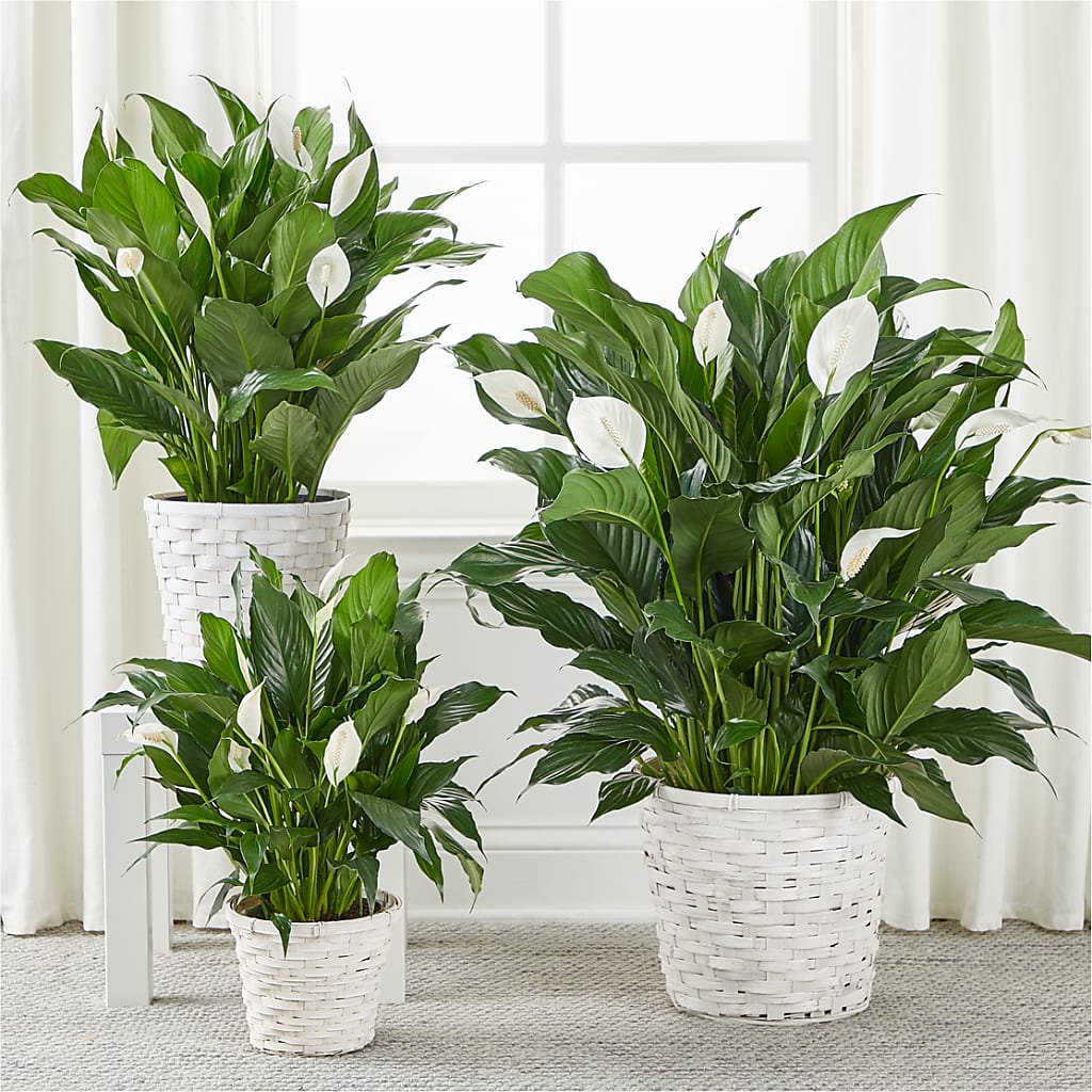 A New Leaf Peace Lily – EUGENE'S FLOWER HOME, Springfield OR