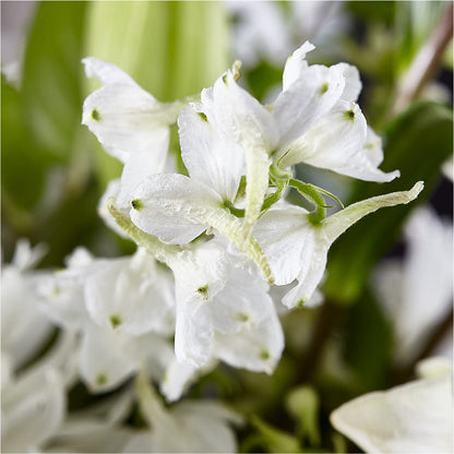 Classic Ivory – A Florist Original – EUGENE'S FLOWER HOME, Springfield OR