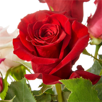 Love Notes Rose Bouquet – EUGENE'S FLOWER HOME, Springfield OR