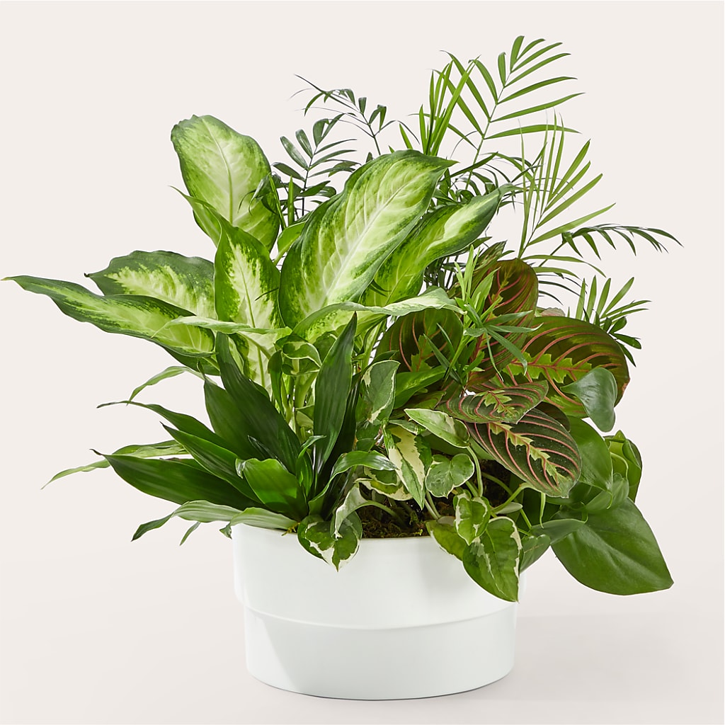 Radiating Positivity Dishgarden – EUGENE'S FLOWER HOME, Springfield OR
